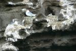 PICTURES/Heimaey Island Critters/t_Gulls (1).JPG